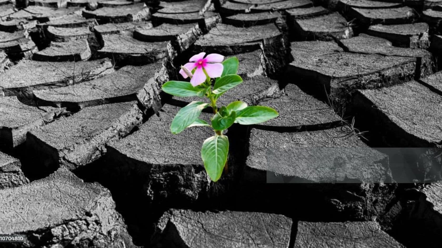 A desert rose in bloom against dry soil, symbolic of the Desert Rose Gives name.
